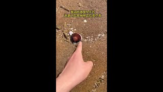 退潮之后各种物品应有尽有#赶河#赶海#shorts