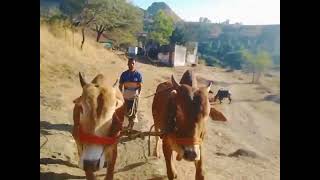 खिल्लार #bailgadasharyat #naadekchfaktbailgadasharyat #cow #animals #dangi #khillar