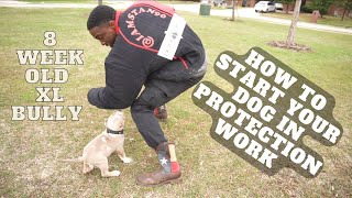 How To Start Your Dog In Protection Training