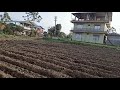 mula kheti in chitwan मुला यसरी लगाउँदा धेरै फल्छ farming in nepal