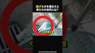 犬を助けるにはこうするしかなかった…男性たちの作戦とは？#感動#海外感動#感動ショート#ほっこり#shorts