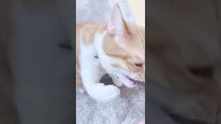 猫にまたたびをあげたら…（1） #shorts