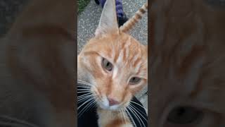 Garfield wants attention #shorts #animals