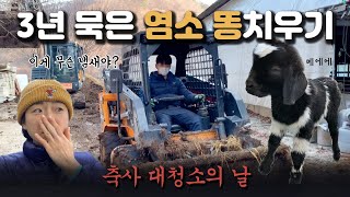 3년 묵은 염소농장 똥치우기 대작전💩 | 축사 대청소의 날 with 스키로더 | 시골생활 브이로그