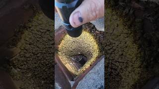 Thousands of Bees in a Chimney!