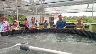 cek kolam lele