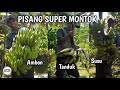 Panen pisang Ambon pisang tanduk dan pisang susu super