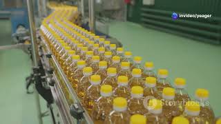 Sunflower Oil Extraction: Factory Secrets Revealed!