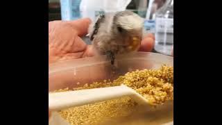 [ボタンインコ\u0026小桜インコ] ひなのさし餌。