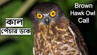 কাল পেঁচার ডাক | Brown Hawk Owl Horror Sound at Night | Hawk Owl Call | ullu ki awaz  @wildindiamit