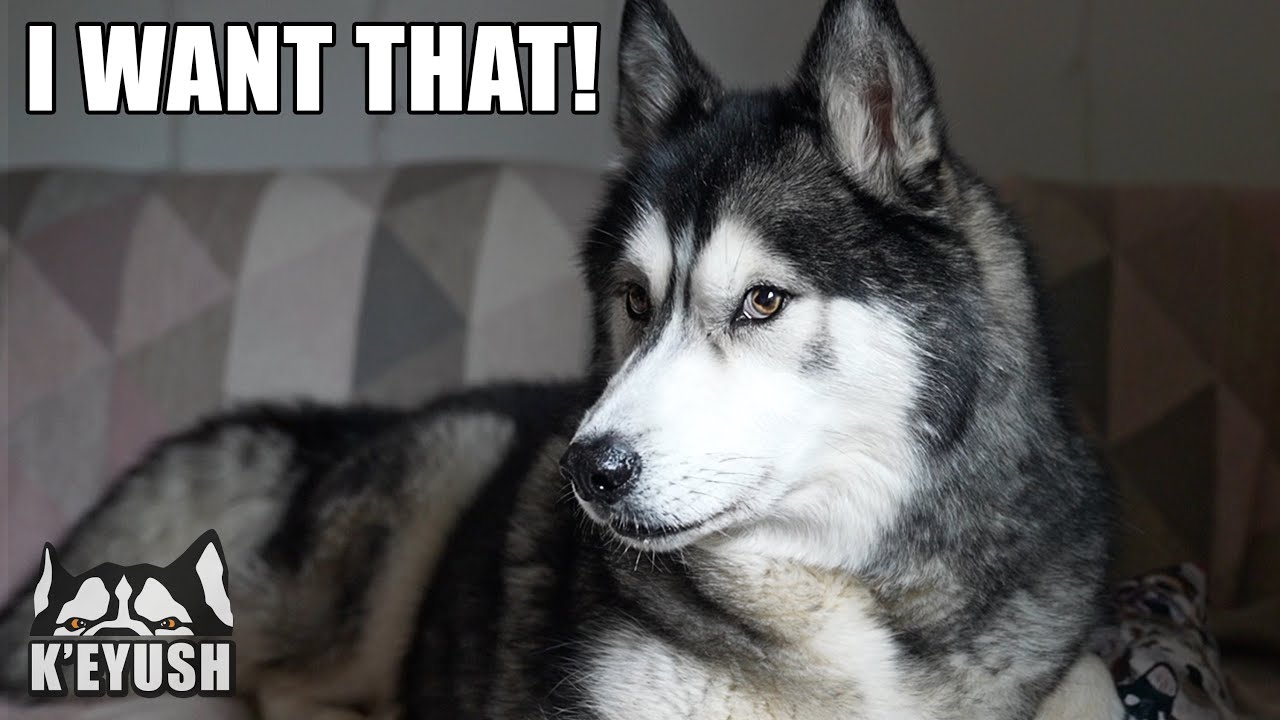 My Husky Doesn’t Want Me Selling his Toys! He Wants Them ALL!