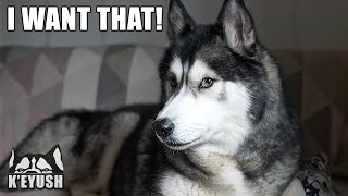 My Husky Doesn’t Want Me Selling his Toys! He Wants Them ALL!