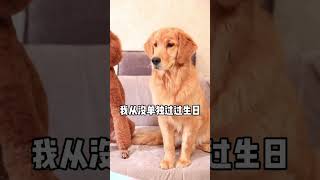 偏心的鏟屎官，把所有的愛都給了coco，奶茶最終離家出走#Shorts