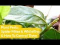 Plant Pests: Spider Mites & Whiteflies & How To Control Them / Joy Us Garden