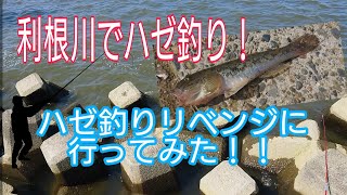 利根川でハゼ釣り！！ハゼを釣って天ぷらにしたい！