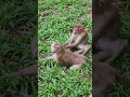 YavYav-monkey nice and love NB2 #shorts #monkeys #animals #shortsvideo #monkey  #youtubeshorts