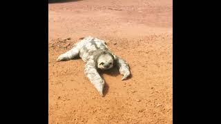 Adorable Three Toed Sloth Wild Crossing