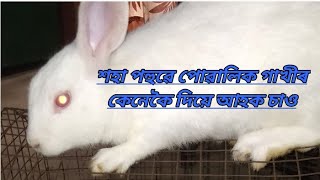 শহা পহুৱে পোৱালিক গাখীৰ কেনেকৈ দিয়ে আহক চাও #rabbit #mrigenassam