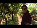 സുല വൈൻ നിർമാണശാല കർണാടക sula vinayard banglore sulavineyards bengaluru grapefarm mysore