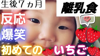 【離乳食】初めてのイチゴ 反応に爆笑 嫌そうな顔 徐々に やみつき 生後７ヵ月 ＜2022年2月＞