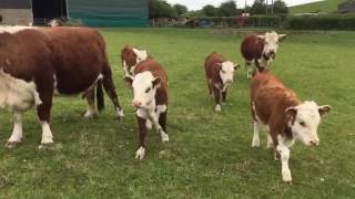 Our Traditional Herefords Enjoying Themselves!