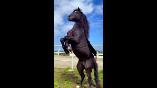 Funny Horses Show Strength Try Not To Laugh It's Really Strongest Horse Funny Video 2022 # 33