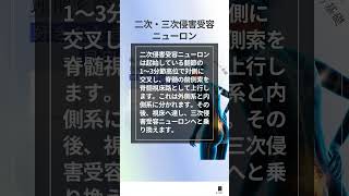 疼痛の伝導路を理解する 〜科学的根拠に基づく痛みの基礎〜#痛み  #理学療法 #作業療法 #疼痛伝導路 #BPSモデル #慢性痛 #リハビリテーション #科学的根拠 #徒手療法 #疼痛評価