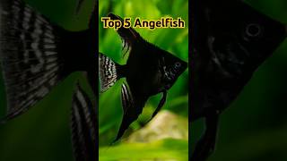 Top 5 Angelfish #facts #animals #fishyfacts #fishfacrts #fy #nature #fyp #angelfish