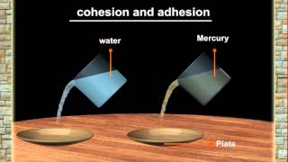 Properties of liquids (Cohesion and adhesion) Science Project 2020