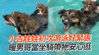 小吉娃娃初次游泳好緊張！汪哥暖當坐騎帶牠玩😍｜寵物動物｜狗狗