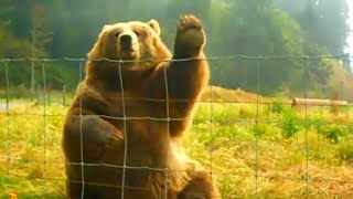 Friendly Bear Waving at Camera