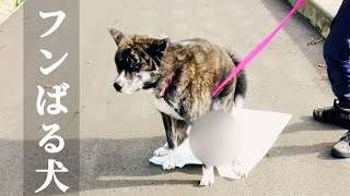 散歩中もトイレシートで用を足すタイプの犬