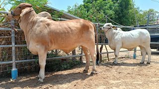 บราห์มันเลือด100 พร้อมใบเพด ถูกที่สุดในประเทศ พันธุกรรมระดับโลก T12 BRAHMAN FARM