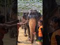 Bathing the Gentle Giants of Phuket.