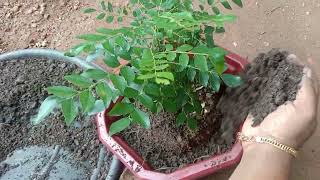 കറിവേപ്പ് ചട്ടിയിലും കാട് പോലെ വളരും how to grow curry leaves #ssnaturalvibe #curryleaves #tips