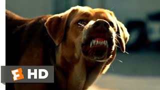 White God (2015) - Escaping Animal Control Scene (2/6) | Movieclips