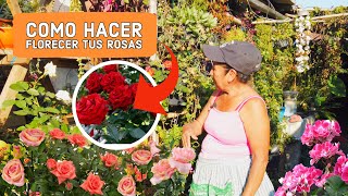 Cómo CUIDAR UN ROSAL para que se llene de ROSAS de forma impresionante  /Cuidados de los rosales