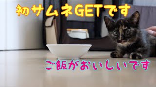 [保護３日目] 鳴きながらご飯を食べる赤ちゃん猫とすっかりお姉さんな子猫