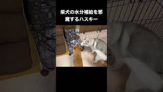 遊んでほしくて柴犬の水分補給を邪魔するシベリアンハスキーの子犬 #shorts