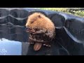 Baby Beaver Gives Himself A Bath