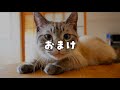 かわいい舌を盛大にしまい忘れた猫…その時何が起こったのか…！？