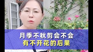 月季不秋剪，后期会不会不开花？