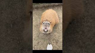 Capybara ：Nice to meet you #cute #capybara  #animals #funny