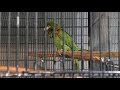 コミドリコンゴウインコ 上野動物園 2018年7月7日