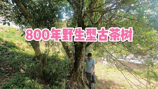 【饼子-专注于中国云南荒山生态有机古树茶】800年野生型古茶树今天开采