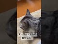 マッサージされる春ちゃん　haru chan being massaged