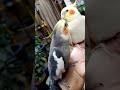 the cockatiels gathered when they heard a familiar song and didn’t want to leave.