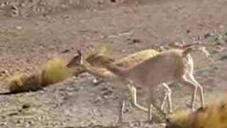 Fighting vicuñas