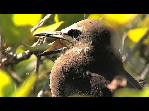 What animals live in Polynesia?