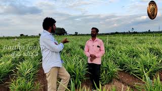 ಮೈಸೂರು ಜಿಲ್ಲೆ ಶುಂಠಿ ಬೇಸಾಯ ರೋಗ ನಿಯಂತ್ರಣ ಕ್ರಮಗಳು ಹೇಗೆ!?@raithajanyasdmn5679#Mysore